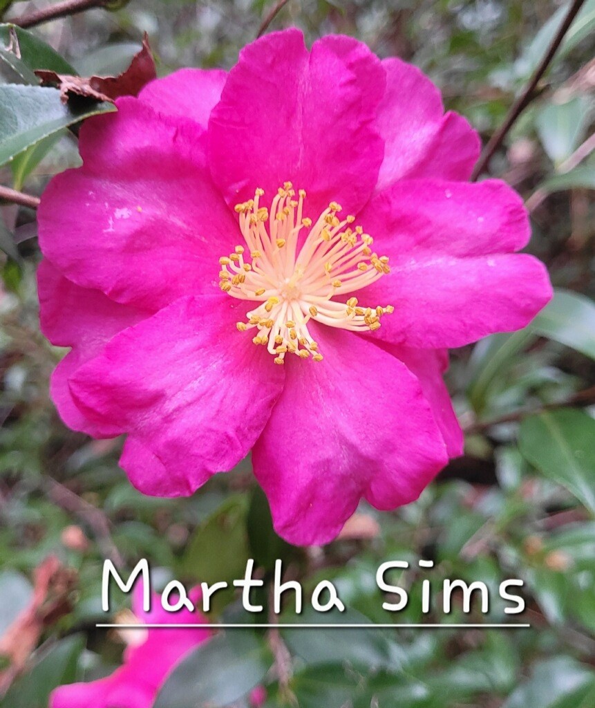 Camellia sale set for Jan. 14-15 in Hammond 